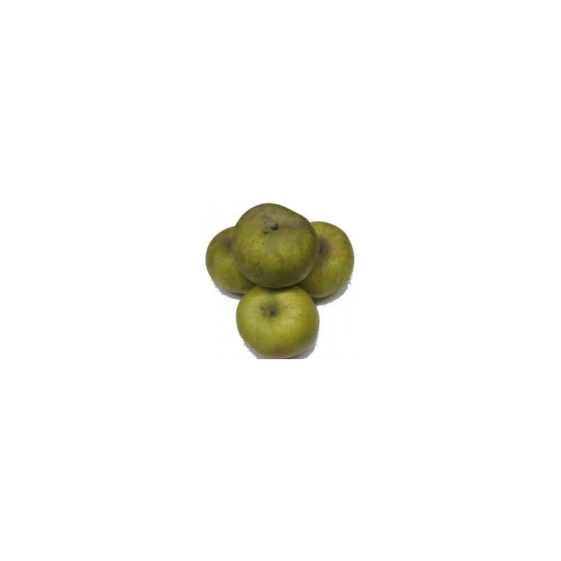Macieira Reinette de Parthenay- Clochard  ( Malus Domestica)