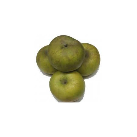 Macieira Reinette de Parthenay- Clochard  ( Malus Domestica)