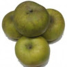 Macieira Reinette de Parthenay- Clochard  ( Malus Domestica)