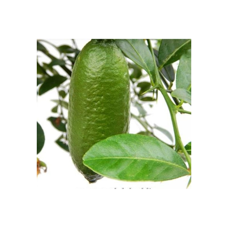 Limão Caviar Faustrime ( Citrus australasica)
