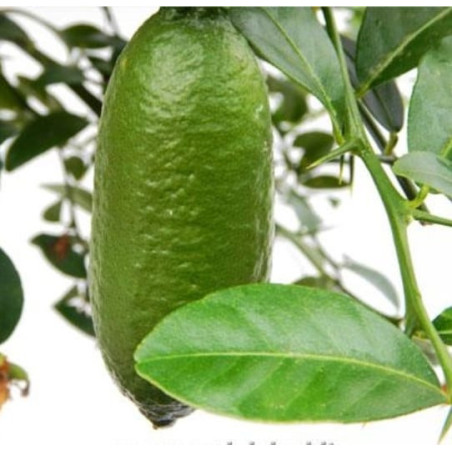 Limão Caviar Faustrime ( Citrus australasica)