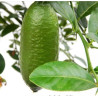 Limão Caviar Faustrime ( Citrus australasica)