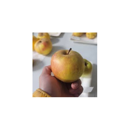 Macieira Reinette Comte Sainte Germaine ( Malus Domestica)