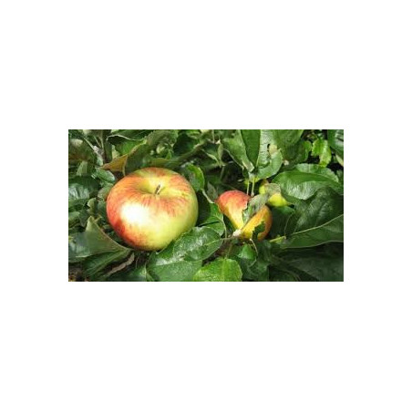 Macieira Rambour d´été ( Malus Domestica)