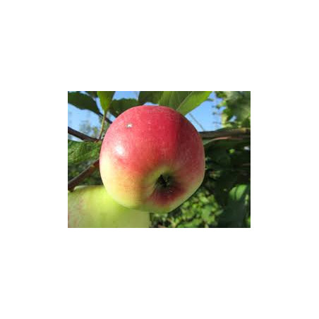 Macieira Grand Alexandre ( Malus Domestica)