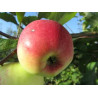 Macieira Grand Alexandre ( Malus Domestica)