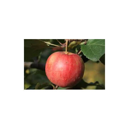 Macieira Chestnut Apple ( Malus Domestica)