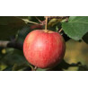Macieira Chestnut Apple ( Malus Domestica)
