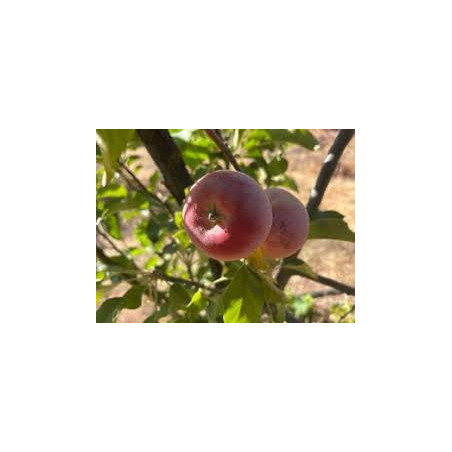 Macieira Calville Rouge ( Malus Domestica)