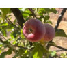 Macieira Calville Rouge ( Malus Domestica)