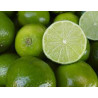 Limão Tahiti Vaso 25 (Citrus × latifolia)