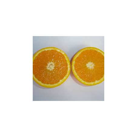 Laranja Valencia Delta sem sementes ( Citrus Sinensis)