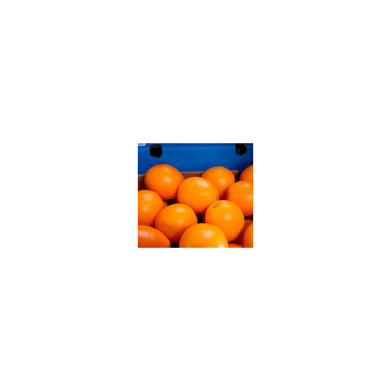Laranja NaveLate ( Citrus Sinensis)