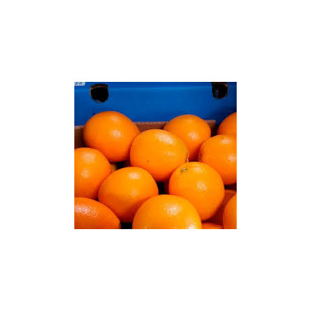 Laranja NaveLate ( Citrus Sinensis)