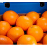 Laranja NaveLate ( Citrus Sinensis)