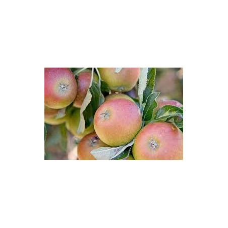 Macieira Cox´s Orange ( Malus Domestica)