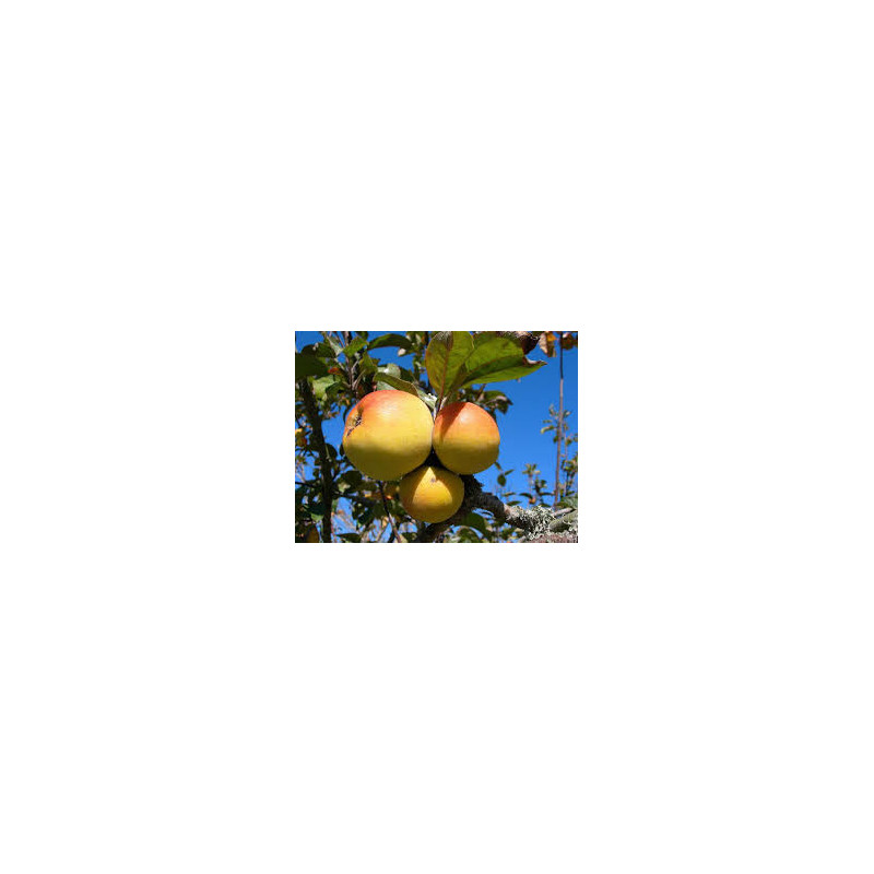 Macieira La Nationale ( Malus Domestica)