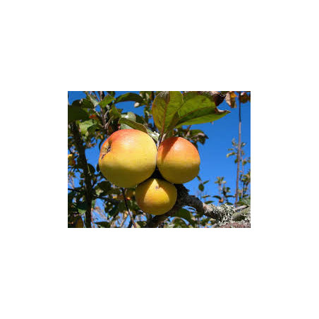 Macieira La Nationale ( Malus Domestica)