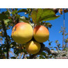 Macieira La Nationale ( Malus Domestica)