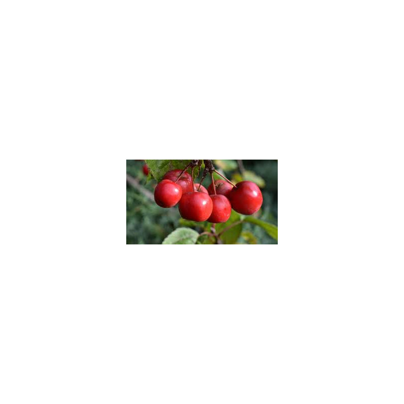 Macieira Florida Red Sentinel ( Malus X Robusta)