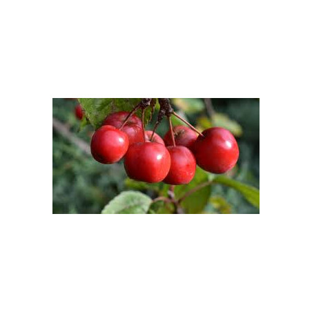 Macieira Florida Red Sentinel ( Malus X Robusta)
