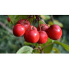 Macieira Florida Red Sentinel ( Malus X Robusta)