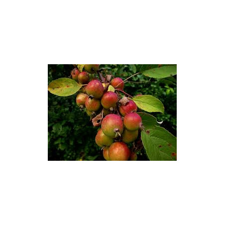 Macieira Selvagem Ornamental ( Malus Sylvestris)