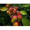 Macieira Selvagem Ornamental ( Malus Sylvestris)