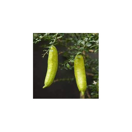 Limão Caviar Amarelo ( Citrus australasica)