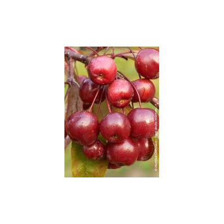 Macieira Florida ( Malus Coccinela "Courtarou")