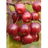 Macieira Florida ( Malus Coccinela "Courtarou")