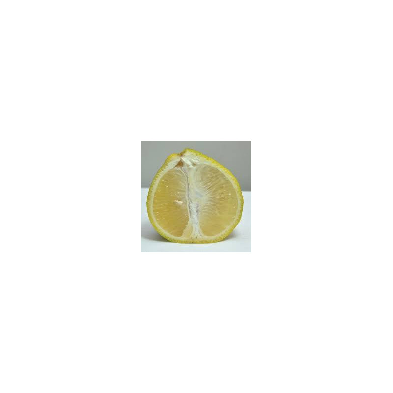 Laranja Champanhe ( Citrus Sinensis)
