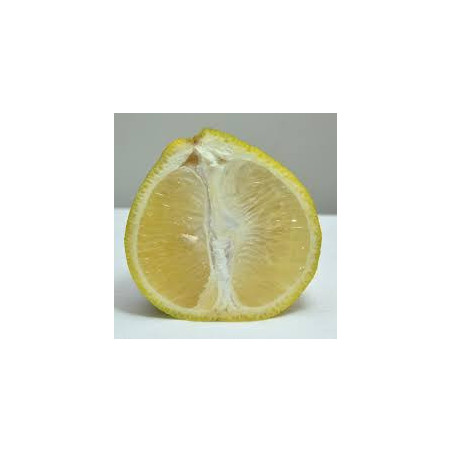 Laranja Champanhe ( Citrus Sinensis)
