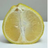 Laranja Champanhe ( Citrus Sinensis)