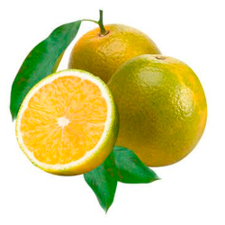 Laranja Pera do Rio Brasileira( Citrus Sinensis)