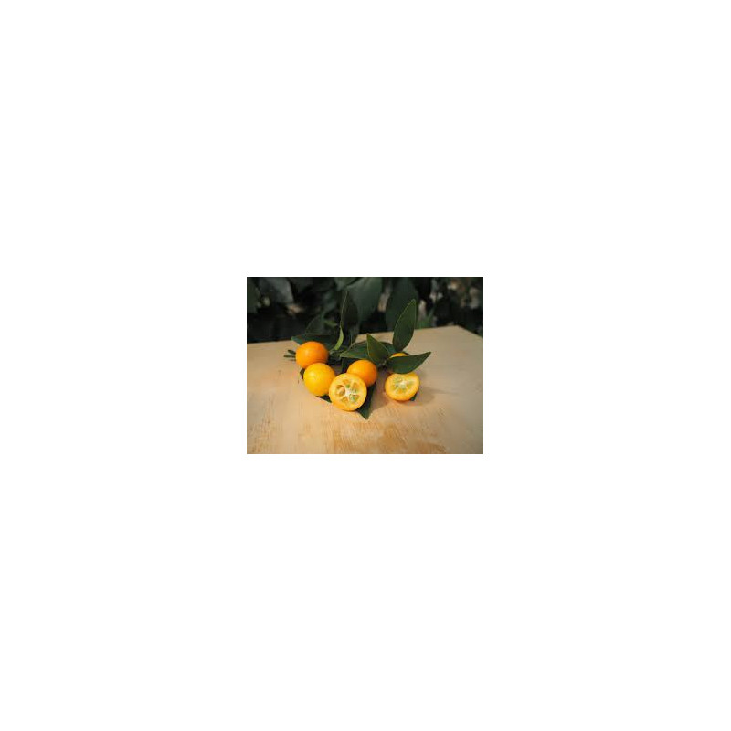 Kumquat Nameiwa ( Citrus Fortunella crassiflolia)