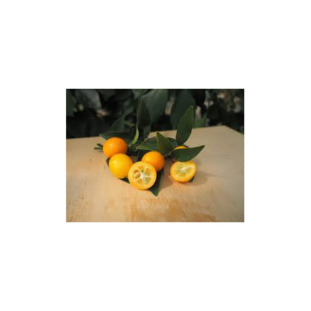 Kumquat Nameiwa ( Citrus Fortunella crassiflolia)