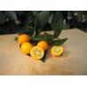 Kumquat Nameiwa ( Citrus Fortunella crassiflolia)