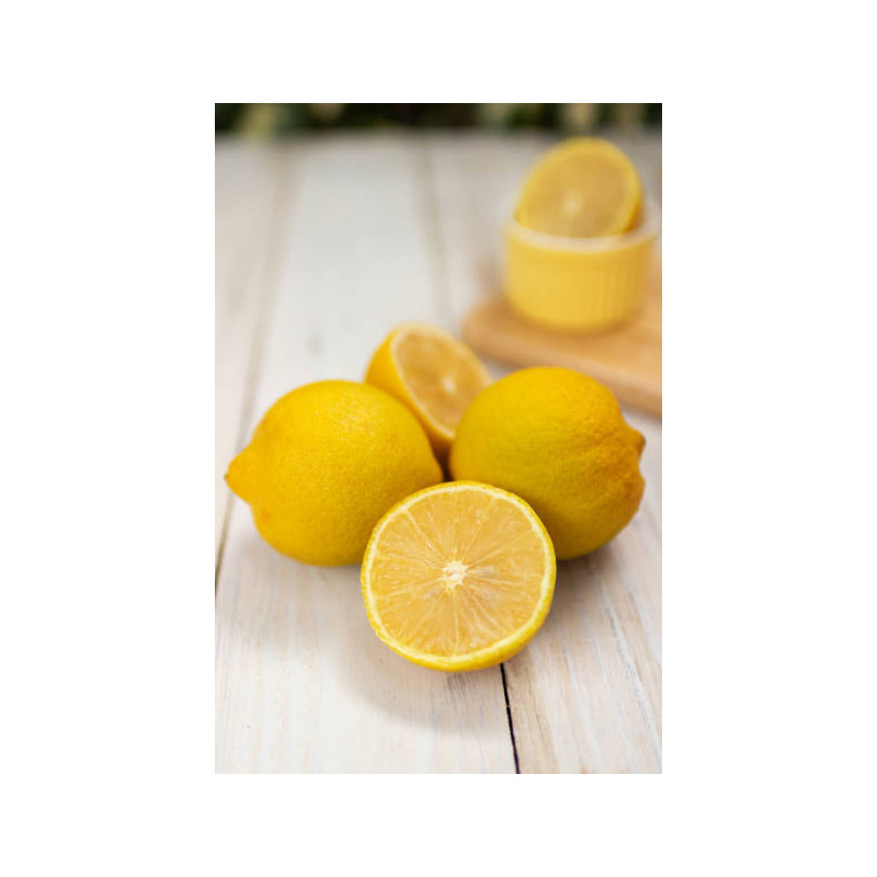 Limão Lisboa (  Citrus Limon)