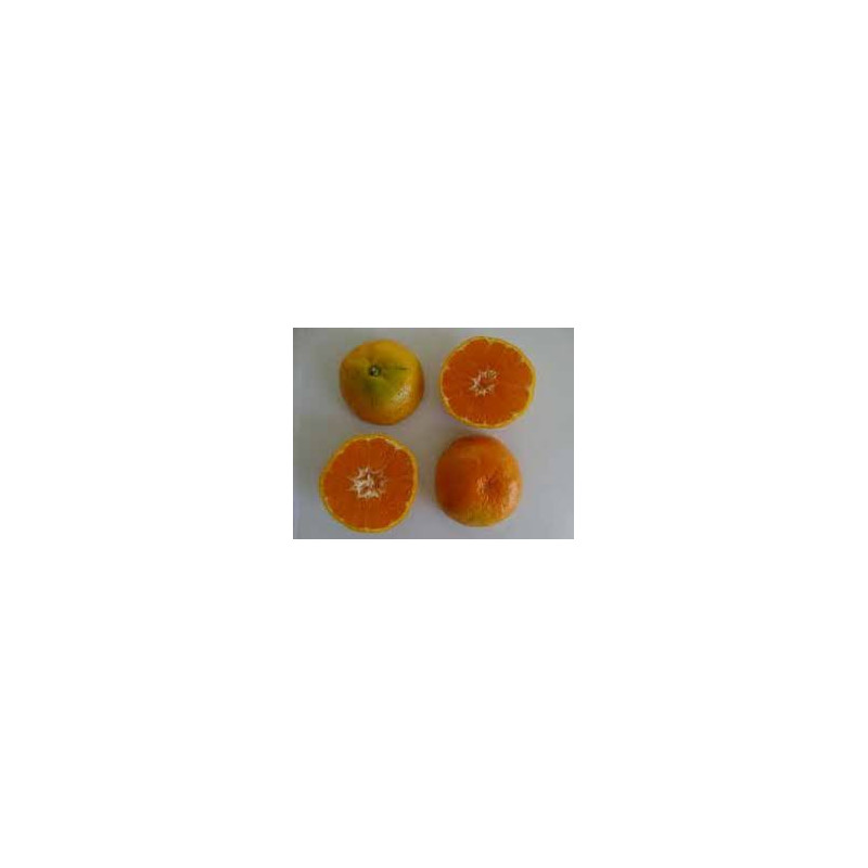 Tangerina Satsuma Owari ( Citrus Unshiu Marcovich Owari)