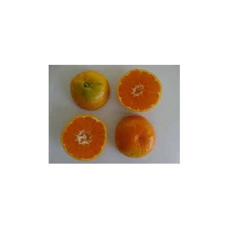 Tangerina Satsuma Owari ( Citrus Unshiu Marcovich Owari)