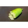 Limão Caviar Branco ( Citrus australasica)