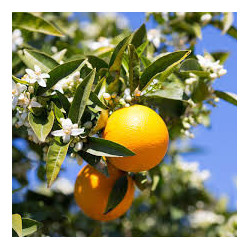 Laranja Olinda Valencia ( Citrus Sinensis)