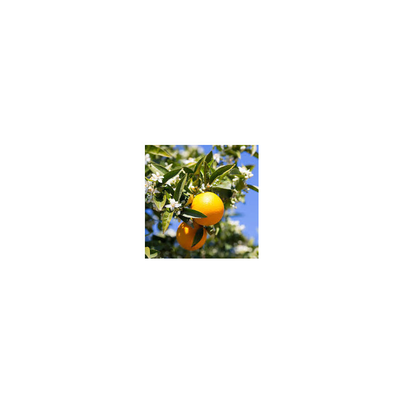 Laranja Olinda Valencia ( Citrus Sinensis)