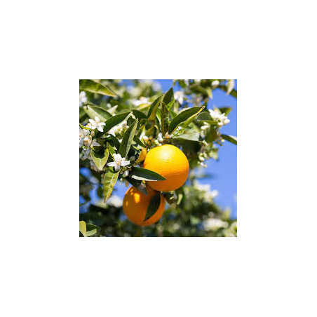 Laranja Olinda Valencia ( Citrus Sinensis)