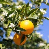 Laranja Olinda Valencia ( Citrus Sinensis)