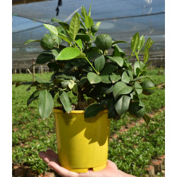 Calamondim (  14cm)