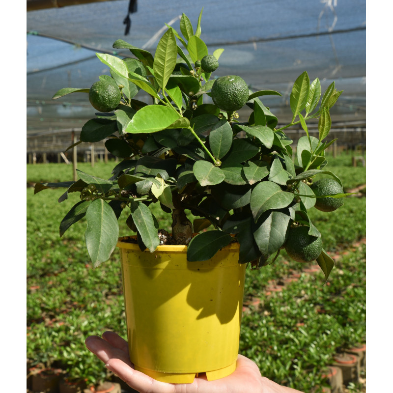 Calamondim (  14cm)