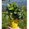 Calamondim (  14cm)