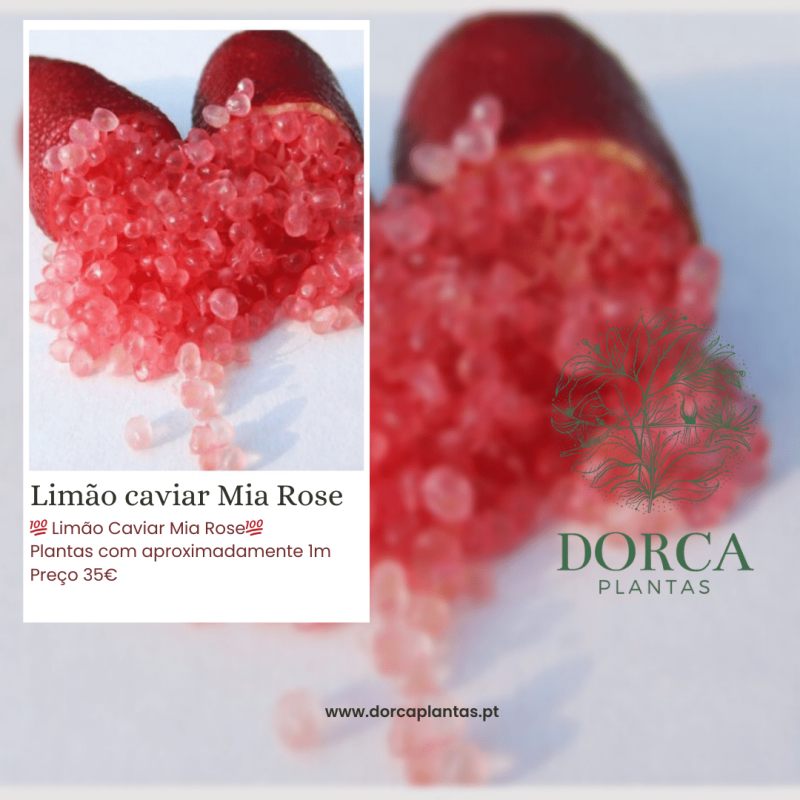Limão Caviar Mia Rose ( Citrus australasica)